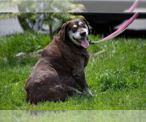 Remi - Male German Shorthaired Pointer Dog for Adoption - Photo #4