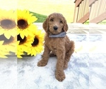 Small Photo #4 Goldendoodle Puppy For Sale in DELAWARE, OH, USA