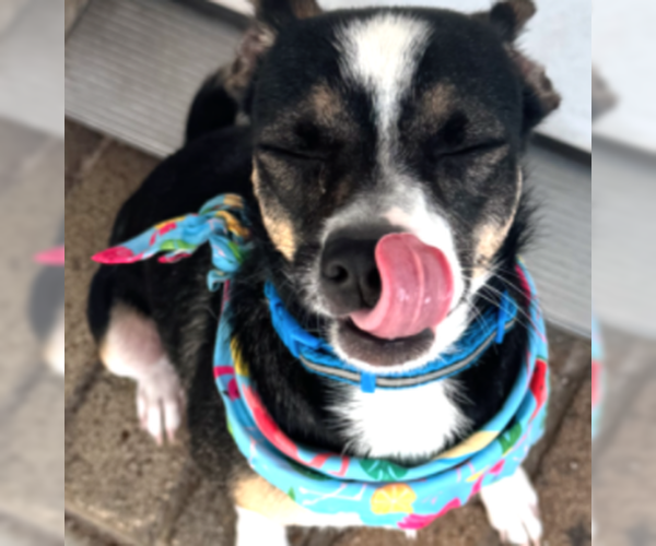 Medium Photo #2 Chihuahua-Unknown Mix Puppy For Sale in HOUSTON, TX, USA