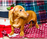 Small Photo #6 Dachshund Puppy For Sale in WAKARUSA, IN, USA