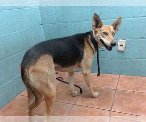 German Shepherd Dog-Unknown Mix Dogs for adoption in Downey, CA, USA