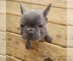 Small Photo #3 French Bulldog Puppy For Sale in HOFFMAN ESTATES, IL, USA