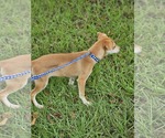 Small #7 Chiweenie