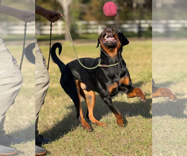 Medium Photo #2 Rottweiler Puppy For Sale in Miami, FL, USA