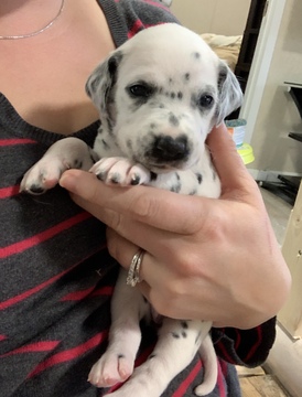 Medium Photo #6 Dalmatian Puppy For Sale in CAMBRIA, VA, USA