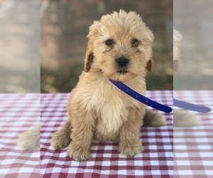 Goldendoodle (Miniature) Puppy for Sale in BOWLING GREEN, Kentucky USA
