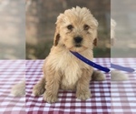 Small Photo #1 Goldendoodle (Miniature) Puppy For Sale in BOWLING GREEN, KY, USA