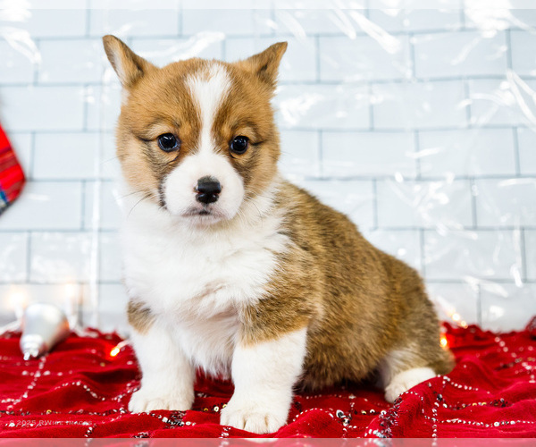 Medium Photo #3 Cardigan Welsh Corgi Puppy For Sale in WAKARUSA, IN, USA
