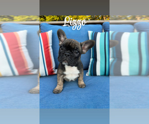 French Bulldog Puppy for sale in SMYRNA, TN, USA