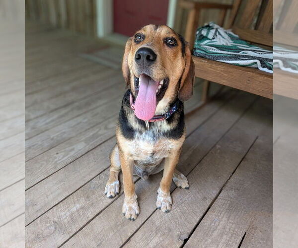 Medium Photo #6 Mutt Puppy For Sale in Vail, AZ, USA