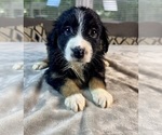 Small #4 Australian Shepherd