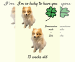 Small Photo #5 Pomeranian Puppy For Sale in AZLE, TX, USA