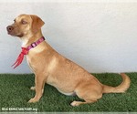 Small #3 Dachshund-Labrador Retriever Mix