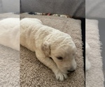 Small Photo #4 Goldendoodle Puppy For Sale in HONOLULU, HI, USA