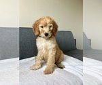 Small #3 Goldendoodle