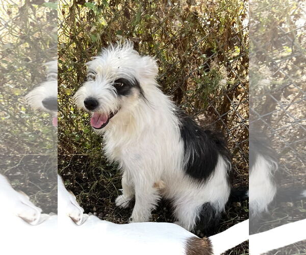 Medium Photo #1 Mutt Puppy For Sale in Estherville, IA, USA