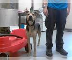 Small German Shepherd Dog Mix