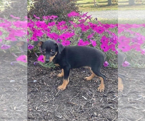 Medium Photo #5 Miniature Pinscher Puppy For Sale in CANOGA, NY, USA