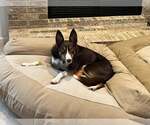 Small #32 Border Collie