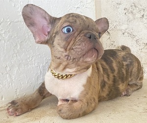 French Bulldog Puppy for sale in MORENO VALLEY, CA, USA