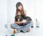 Small #3 Shih-Poo