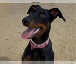 Small Doberman Pinscher
