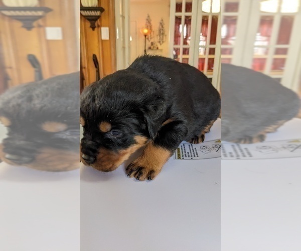Medium Photo #8 Rottweiler Puppy For Sale in HEMINGWAY, SC, USA