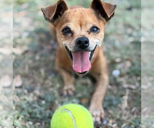 Chihuahua-Unknown Mix Dogs for adoption in Rockaway, NJ, USA