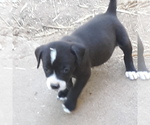 Small Photo #1 American Bulldog-Labbe Mix Puppy For Sale in COURTLAND, AL, USA