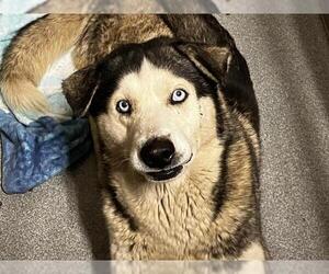 Siberian Husky-Unknown Mix Dogs for adoption in Orange, CA, USA