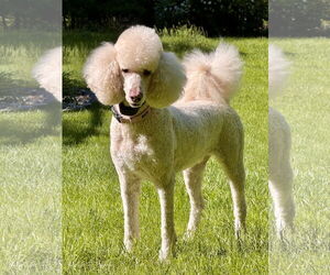 Poodle (Standard) Dogs for adoption in Doylestown, PA, USA