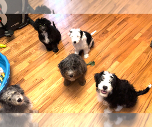 Bernedoodle Litter for sale in MOUNT SINAI, NY, USA