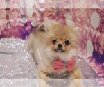 Small Photo #3 Pomeranian Puppy For Sale in LAS VEGAS, NV, USA