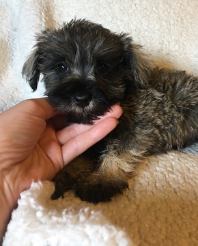 Medium Photo #1 Schnauzer (Miniature) Puppy For Sale in OLLA, LA, USA