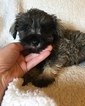 Small Photo #1 Schnauzer (Miniature) Puppy For Sale in OLLA, LA, USA