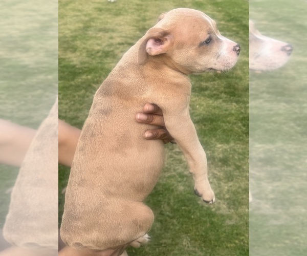 Medium Photo #19 American Bully Puppy For Sale in LAKE STATION, IN, USA