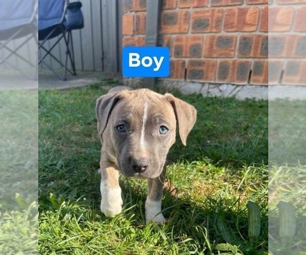 Medium Photo #4 American Staffordshire Terrier Puppy For Sale in Frankston, Victoria, Australia