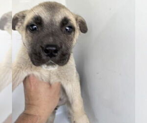 Black Mouth Cur-Unknown Mix Dogs for adoption in Houston, TX, USA