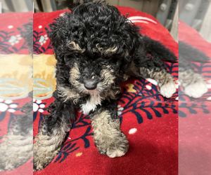 Aussiedoodle Miniature  Puppy for sale in RED OAK, TX, USA
