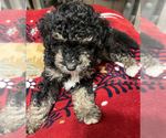 Small Photo #1 Aussiedoodle Miniature  Puppy For Sale in RED OAK, TX, USA