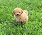 Small #3 Poodle (Toy)