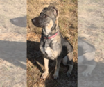 Small #20 German Shepherd Dog Mix