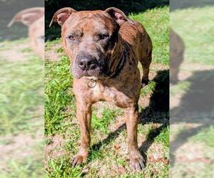 Staffordshire Bull Terrier Dogs for adoption in Akron, OH, USA
