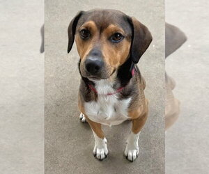 Beagle-Unknown Mix Dogs for adoption in Dunnellon, FL, USA