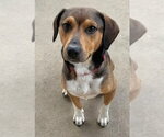 Small Beagle Mix