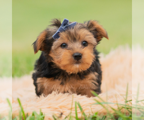 Medium Photo #5 Yorkshire Terrier Puppy For Sale in WARSAW, IN, USA