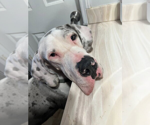 Medium Photo #1 Great Dane Puppy For Sale in Bullard, TX, USA
