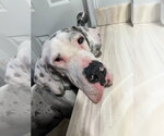 Small Great Dane