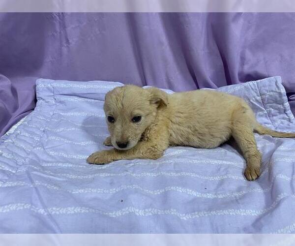 Medium Photo #1 Anatolian Pyrenees Puppy For Sale in Modesto, CA, USA
