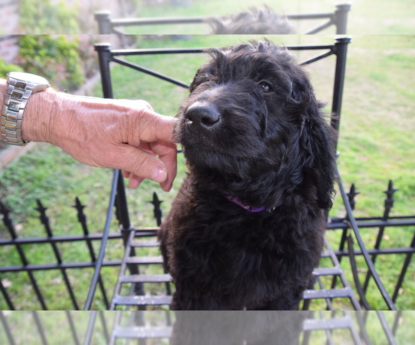 Medium Photo #5 Goldendoodle Puppy For Sale in SPIRO, OK, USA